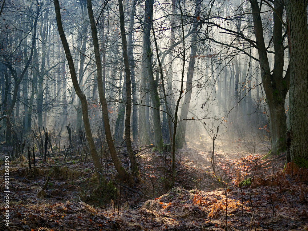 Fototapeta premium Grudniowy dzień w leśnej ostoi z mgłą i skąpym światłem. W mglistym z pozoru szarym grudniowym dniu natura pozwala się zachwycać niecodzienną scenerią poranka.