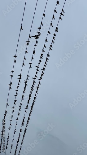 Flock of birds on a high-voltage power line