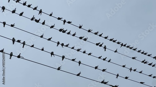 Flock of birds on a high-voltage power line