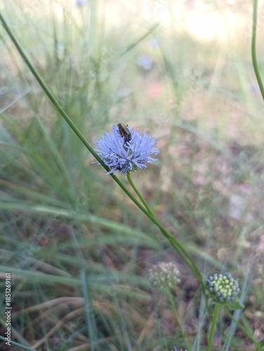 A blue flower with fluffy petals. A beetle sits on the flower.