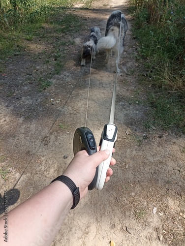 Walking with dogs in the forest. Roulettes, leashes in hand.