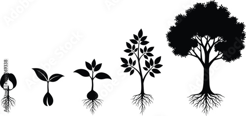 Plant growth stages illustration, seed to tree lifecycle, nature development concept, botanical silhouette, black and white vector design