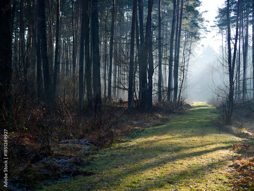 Fototapeta premium Grudniowy dzień w leśnej ostoi z mgłą i skąpym światłem. W mglistym z pozoru szarym grudniowym dniu natura pozwala się zachwycać niecodzienną scenerią poranka.