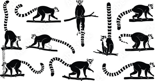 Ring tailed lemur silhouettes set, wildlife poses collection, tropical animal illustration, exotic mammal behavior, black and white vector design