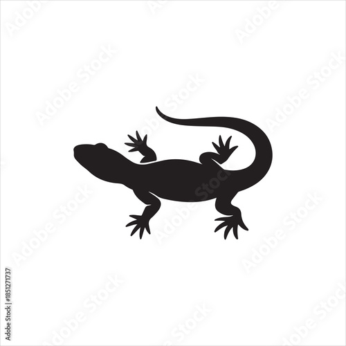 lizard on white background