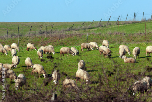 Flock of sheep grazing on a green grassy meadow in a rural hilly landscape under a clear blue sky during spring