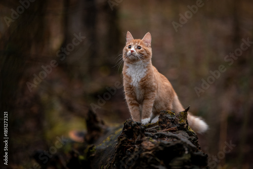 A luxurious red kitten in the middle of a dark autumn forest. A beautiful animal in nature.