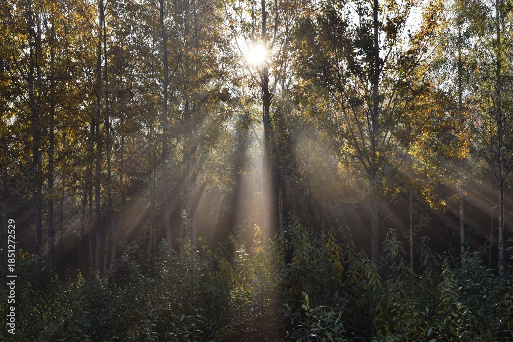 Obraz premium sun rays in the forest