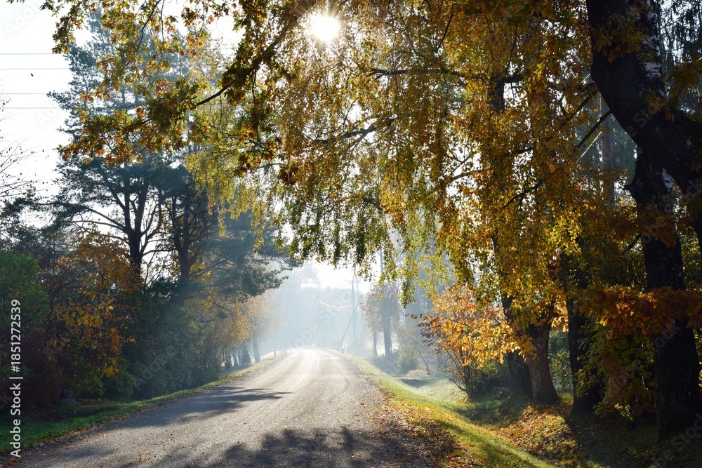Obraz premium road in autumn forest