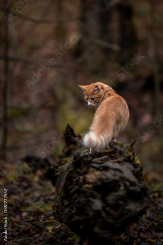 A luxurious red kitten in the middle of a dark autumn forest. A beautiful animal in nature.