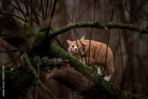 A luxurious red kitten in the middle of a dark autumn forest. A beautiful animal in nature.