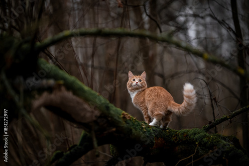 A luxurious red kitten in the middle of a dark autumn forest. A beautiful animal in nature.
