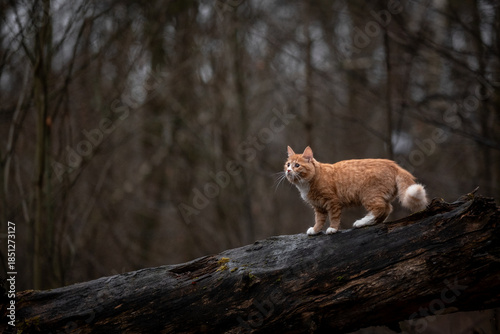 A luxurious red kitten in the middle of a dark autumn forest. A beautiful animal in nature.