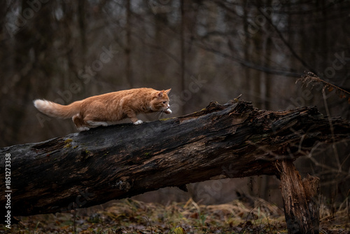 A luxurious red kitten in the middle of a dark autumn forest. A beautiful animal in nature.