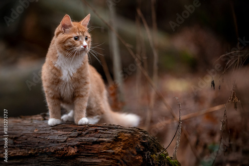 A luxurious red kitten in the middle of a dark autumn forest. A beautiful animal in nature.