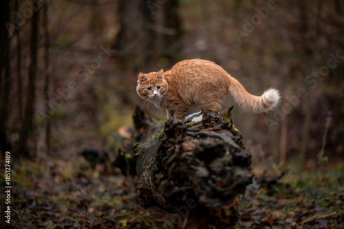A luxurious red kitten in the middle of a dark autumn forest. A beautiful animal in nature.