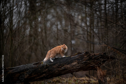 A luxurious red kitten in the middle of a dark autumn forest. A beautiful animal in nature.