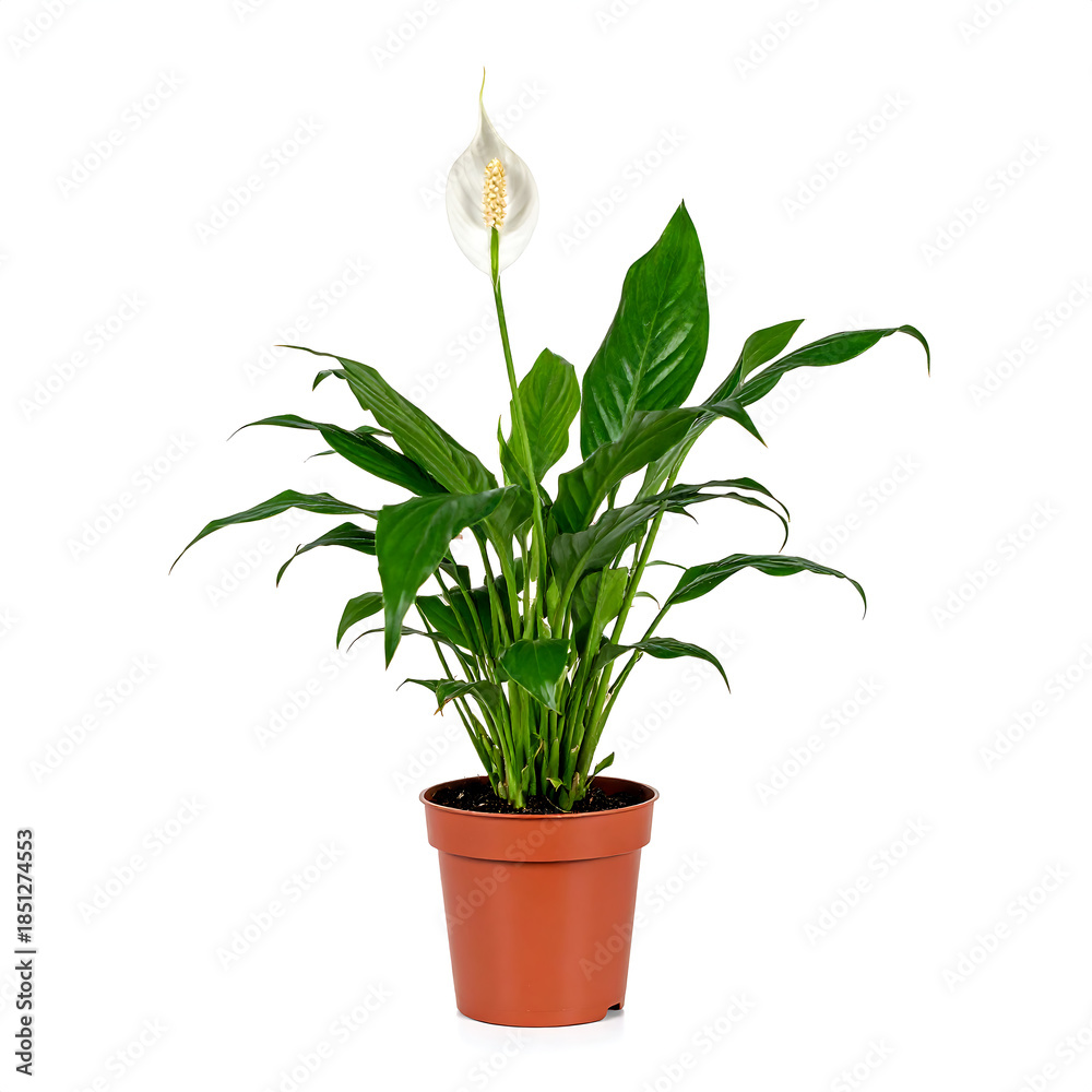 Fototapeta premium Elegant Blooming Peace Lily (Spathiphyllum) Indoor Houseplant Isolated on White