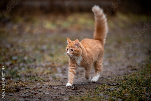A luxurious red kitten in the middle of a dark autumn forest. A beautiful animal in nature.