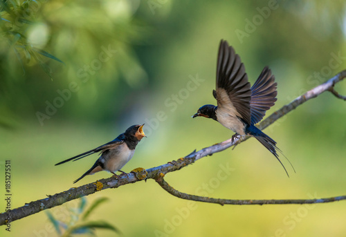 A barn swallow flies and carries a fly in its beak to its chick.