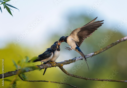 A barn swallow brings insects in its beak and feeds its chicks sitting on a b...