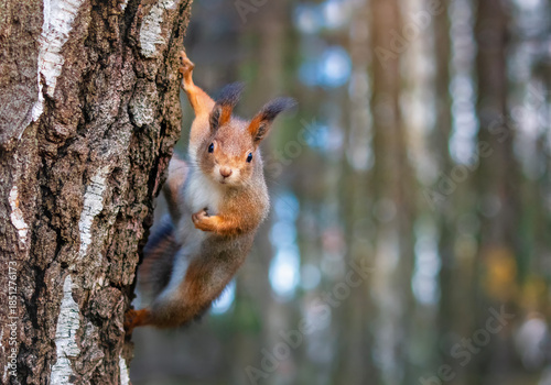 cute fluffy squirrel on a tree trunk looking curiously in a sunny bright park