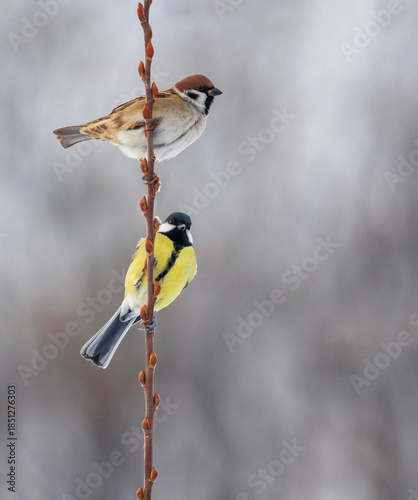 sparrow and tit bird sitting on tree branch with buds in spring garden