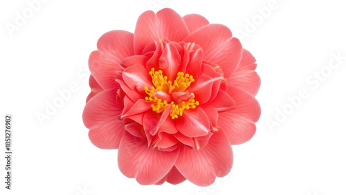 Vibrant coral camellia flower isolated PNG, beautiful blossom with yellow stamens on transparent background for botanical design projects