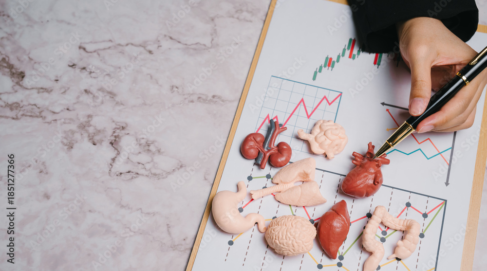 Obraz premium Health-conscious concept. Human organ model medical chart hand holding pen healthcare concept anatomy study brain heart lungs kidney stomach intestine liver education
