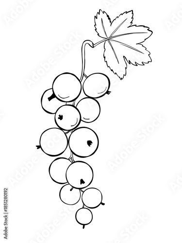 Hand drawn black currant branch with berry cluster and leaf black and white botanical line art isolated on white background