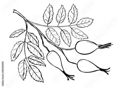 Hand drawn rosehip branch with leaves and hips black and white botanical line art illustration isolated on white background