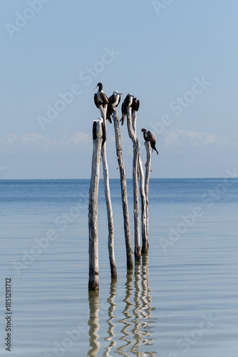 Fragatas en verano. Yucatán, México.