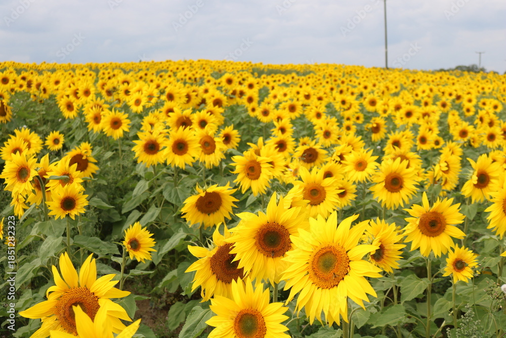 Obraz premium Sunflowers