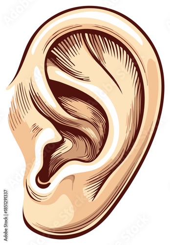 Human Ear Illustration Anatomy Detail Hearing Medical Health Sciences
