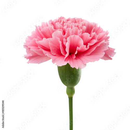Bright Pink Flower With Layered Petals Standing Upright Against a White Backg...