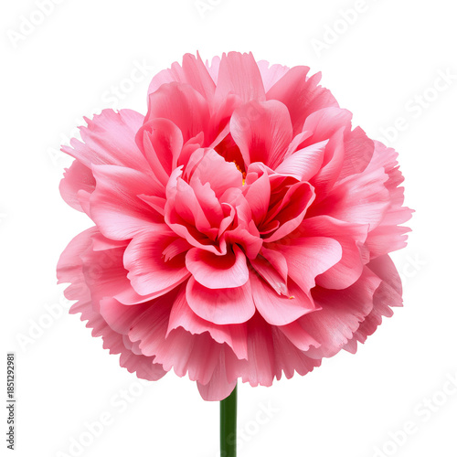 Bright Pink Flower With Layered Petals Standing Upright Against a White Backg...