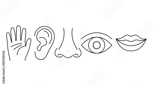 Vector illustration a line drawing of human body parts including a hand, ear, nose, eye, and lips