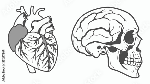 Human heart and skull anatomy illustration Vector