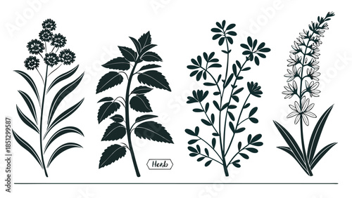Collection of various herb plants in black and white Vector
