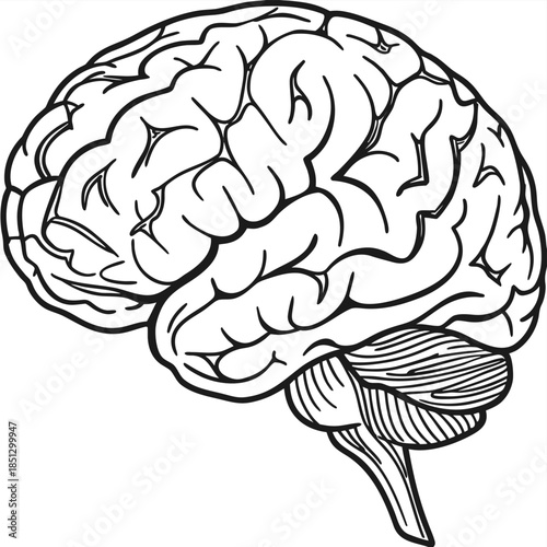 Detailed illustration of human brain structure Vector
