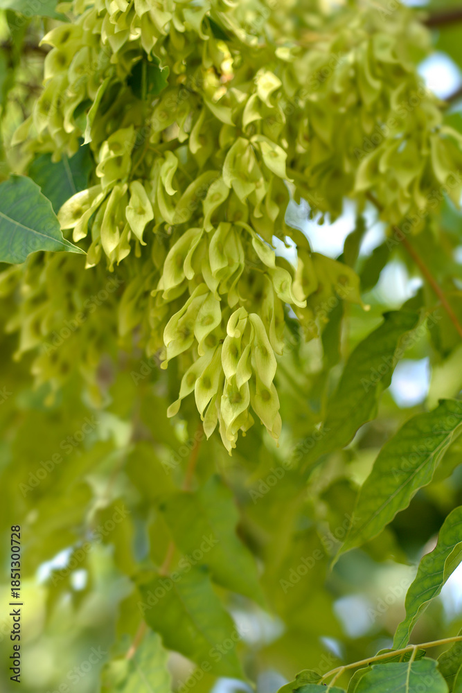 Obraz premium Tree of heaven