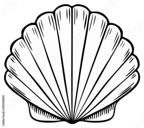 Line art of a stylized scallop shell with radiating lines