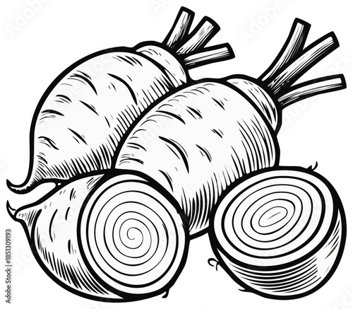 Monochrome Drawing of Fresh Beets with Sliced Portions Ready for Preparing Food