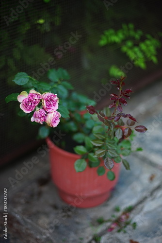 pink roses flowers in a pot