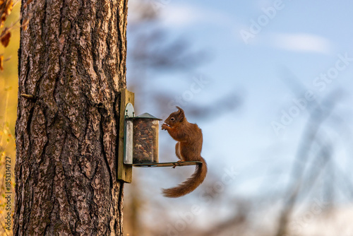 squirrel on a tree