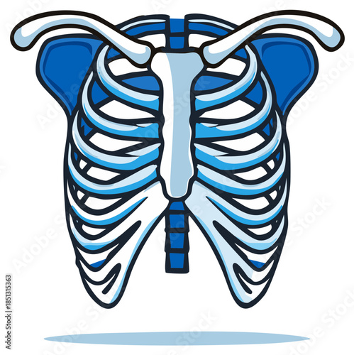 Medical illustration of a human rib cage and shoulder bones in a blue and white color scheme.