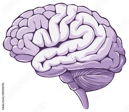 Anatomical Human Brain Side View Vector Illustration Representing Intelligence and Health