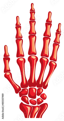 Red Human Hand Skeleton Anatomy Illustration, Metacarpals, Carpal Bones and Phalanges
