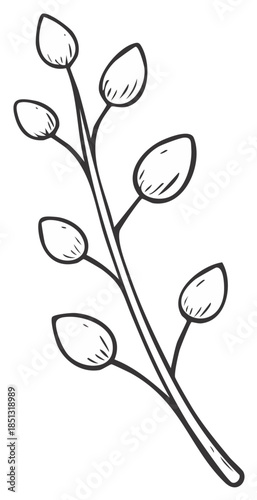 Simple Hand Drawn Pussy Willow Branch With Buds Outline Graphic