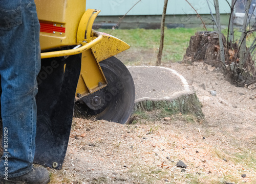 Schilderij op canvas stump grinding the tree trunk in back yard